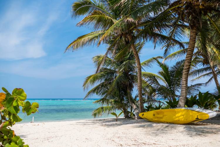 palm trees on beach with yellow kayak propped agains the trees