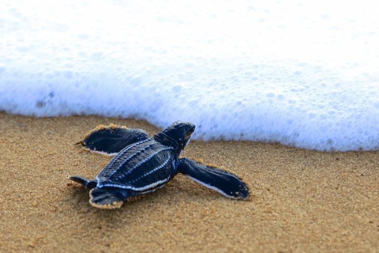 baby sea turtle entering surf