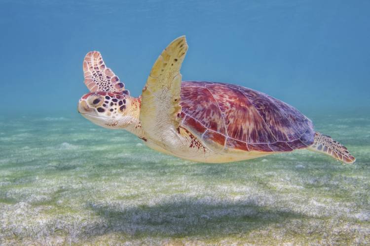 green sea turtle swimming