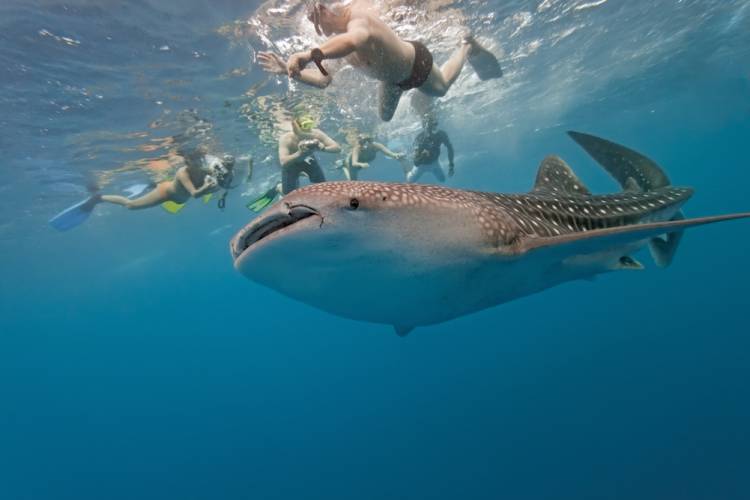 people swimming with a whale shark